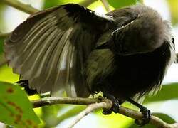 Southern White-fringed Antwren