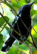 Southern White-fringed Antwren