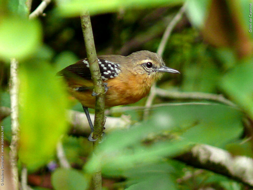 Southern White-fringed Antwren female adult