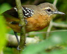 Southern White-fringed Antwren