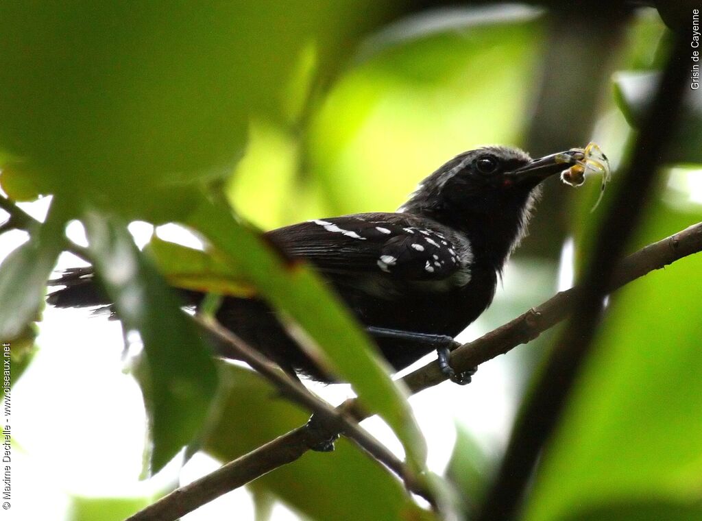 Southern White-fringed Antwren male adult, identification, feeding habits