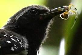 Southern White-fringed Antwren