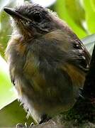 Southern White-fringed Antwren