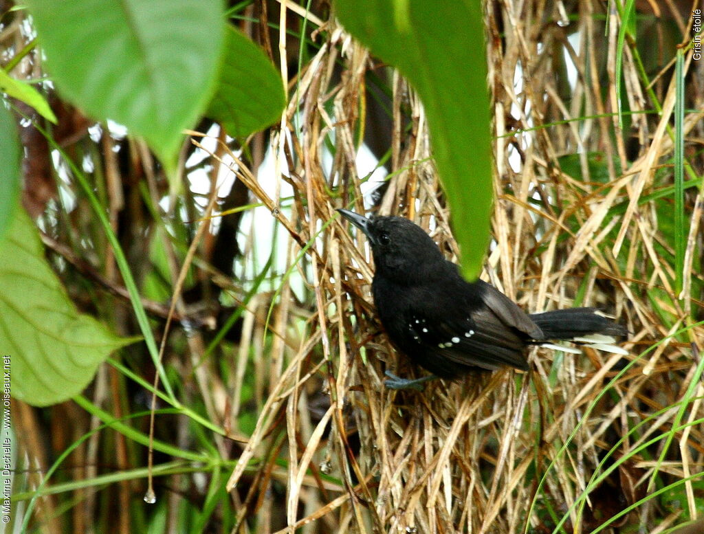 Dot-winged Antwren male adult, identification