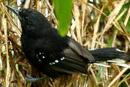 Dot-winged Antwren