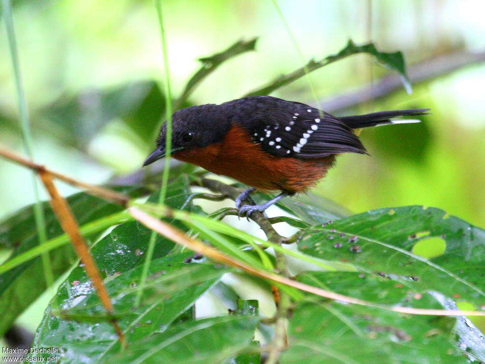 Dot-winged Antwren female adult, identification