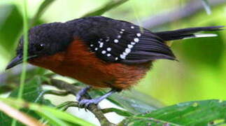 Dot-winged Antwren