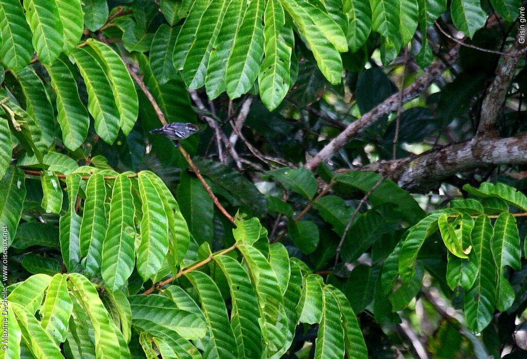 Spot-tailed Antwren, identification