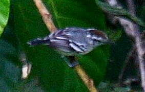 Spot-tailed Antwren