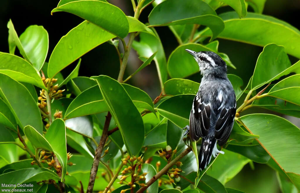 Spot-tailed Antwren male adult, identification