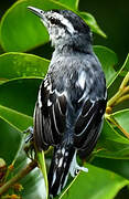 Spot-tailed Antwren