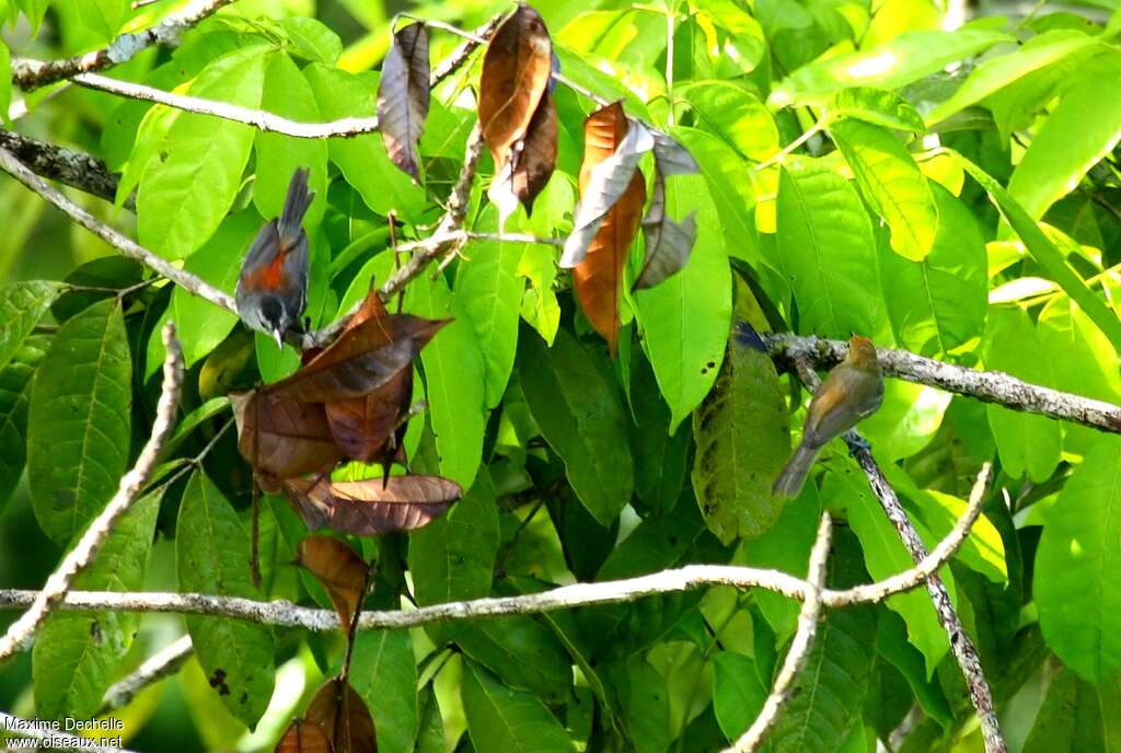 Ash-winged Antwrenadult