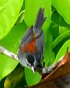 Ash-winged Antwren