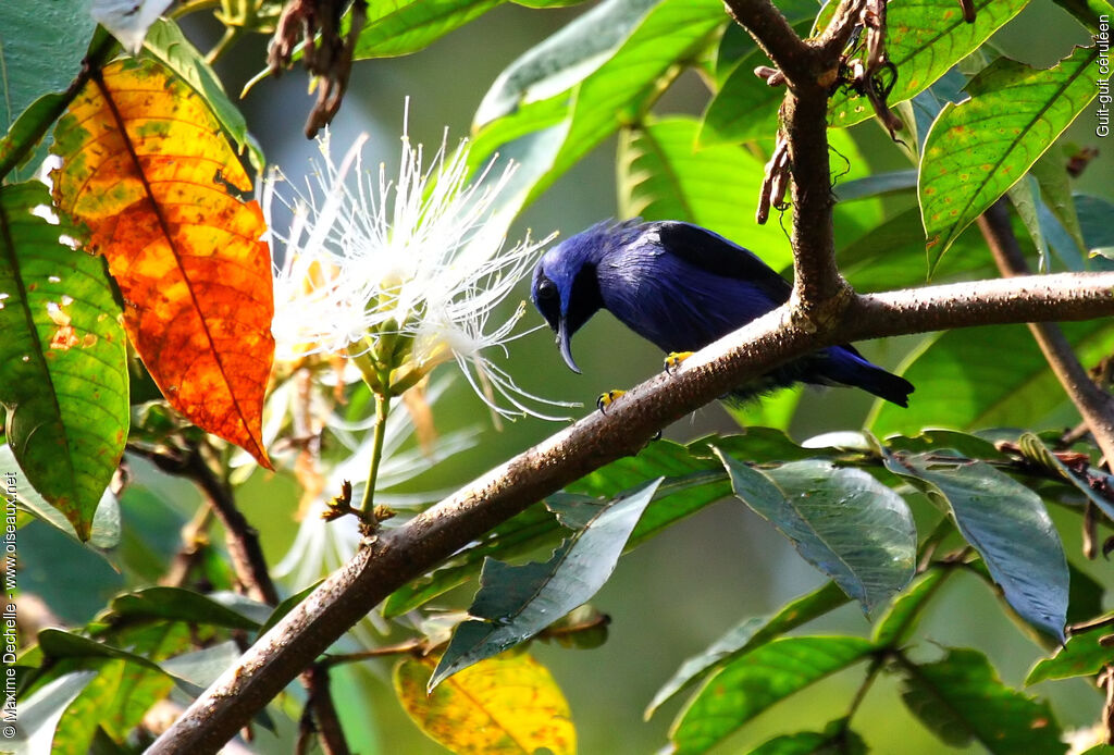 Purple Honeycreeper male adult, identification, feeding habits