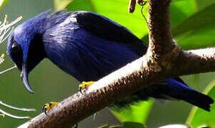 Purple Honeycreeper