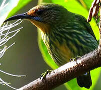 Purple Honeycreeper