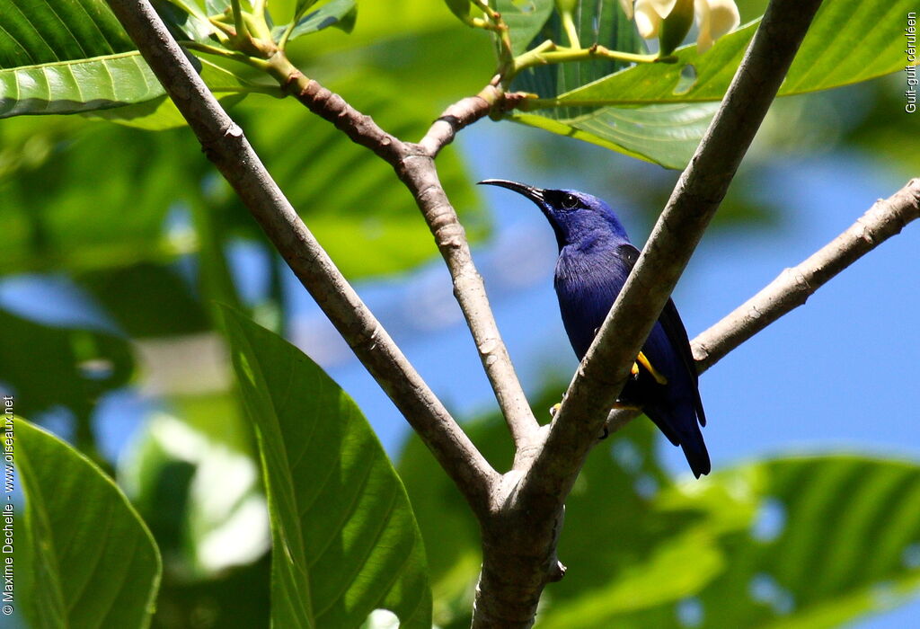 Guit-guit céruléen mâle adulte, identification