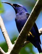 Purple Honeycreeper