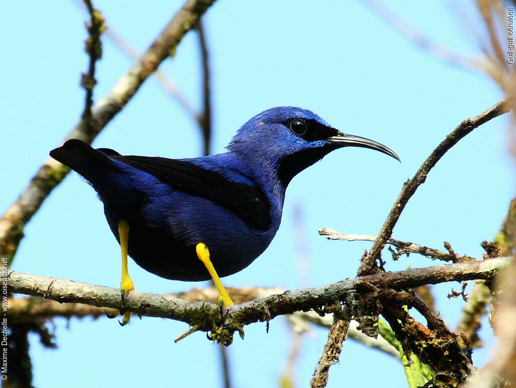 Purple Honeycreeper male adult, identification