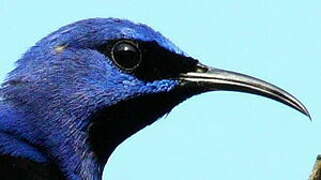 Purple Honeycreeper