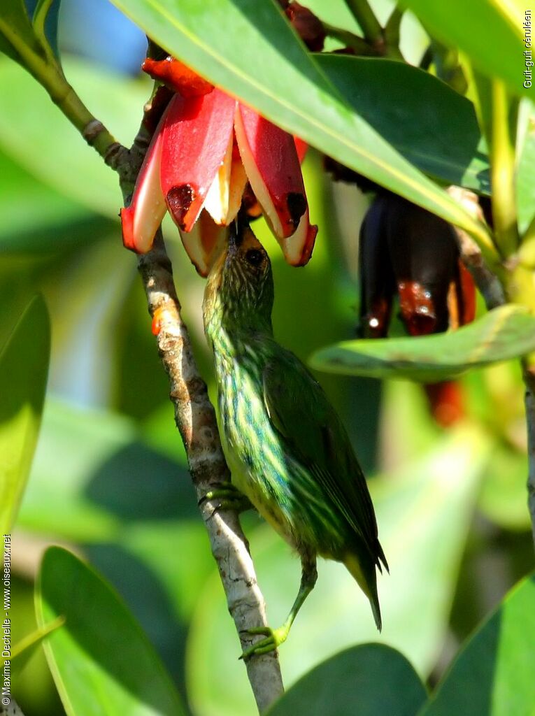 Purple Honeycreeper female adult, feeding habits