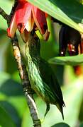 Purple Honeycreeper