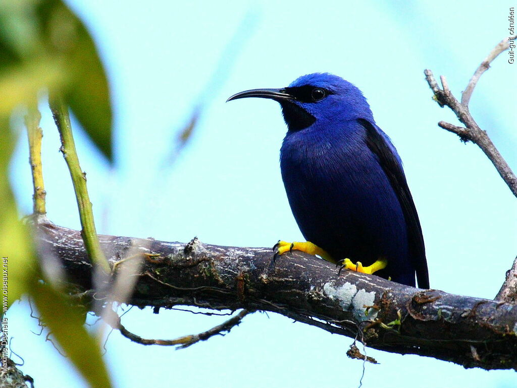 Guit-guit céruléen mâle adulte, identification