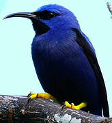 Purple Honeycreeper