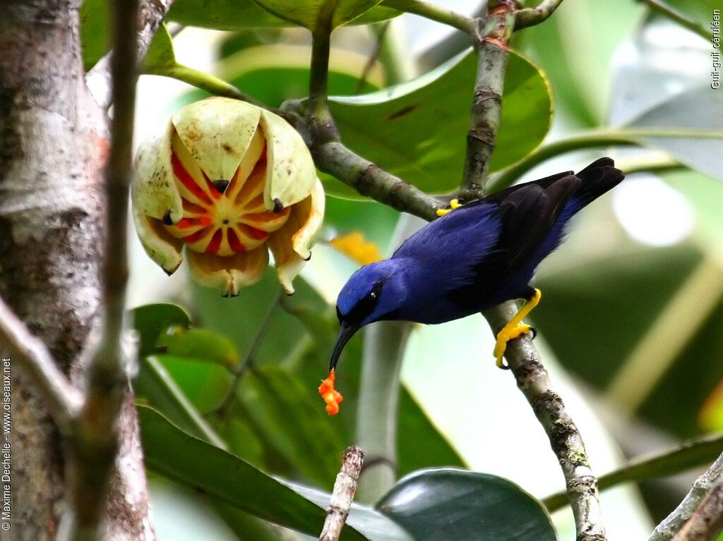 Purple Honeycreeper male adult, identification, feeding habits