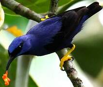 Purple Honeycreeper