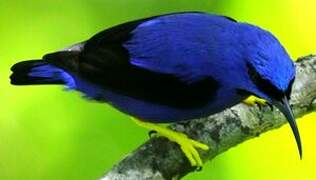 Purple Honeycreeper