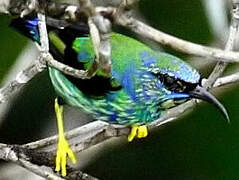 Purple Honeycreeper