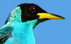 Green Honeycreeper