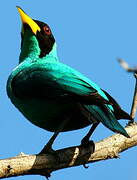 Green Honeycreeper