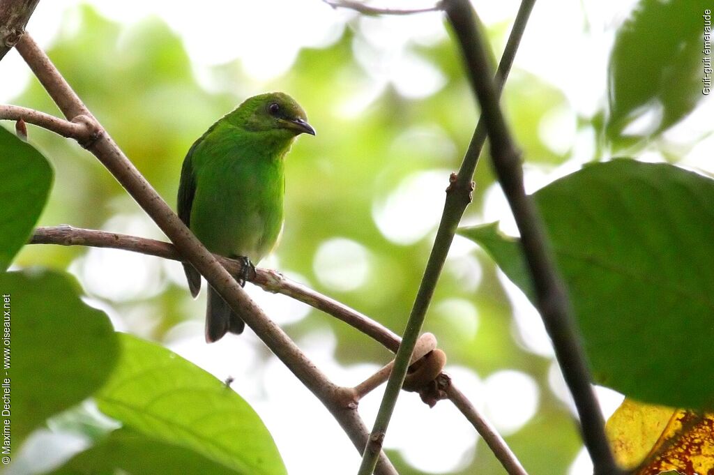 Green Honeycreeper female