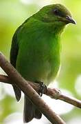 Green Honeycreeper