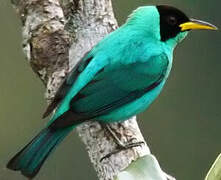 Green Honeycreeper