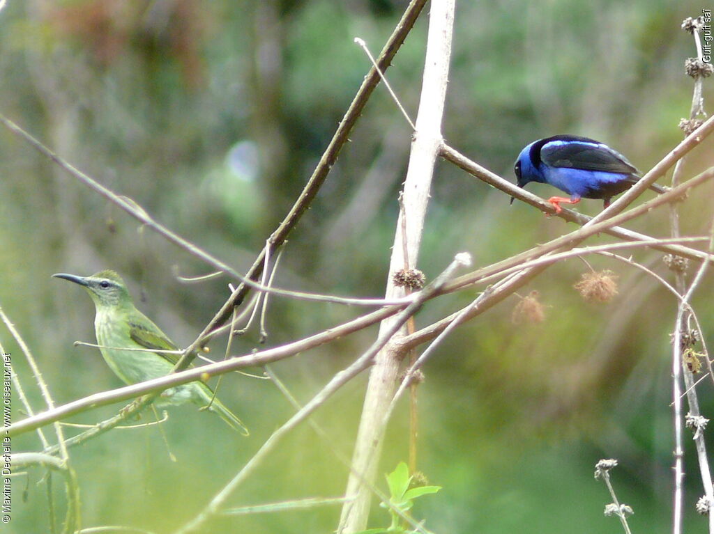 Red-legged Honeycreeper adult