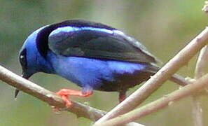 Red-legged Honeycreeper