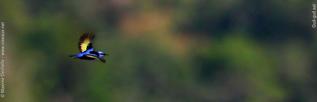 Red-legged Honeycreeper male adult, Flight