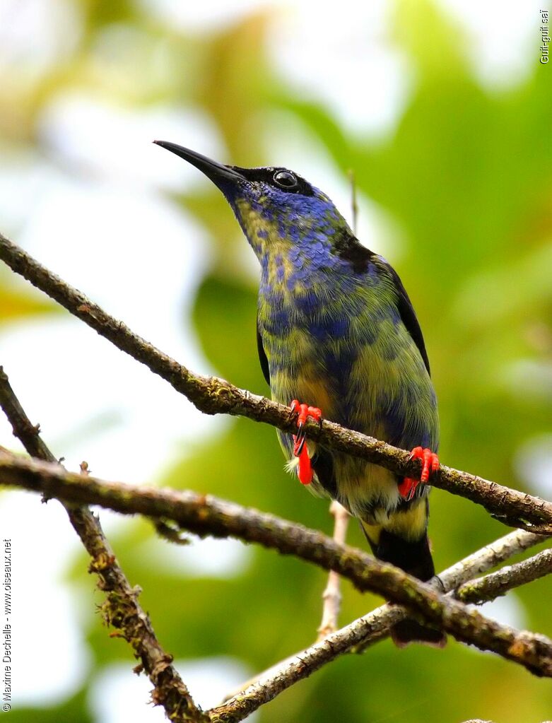 Red-legged Honeycreeper male immature