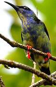 Red-legged Honeycreeper