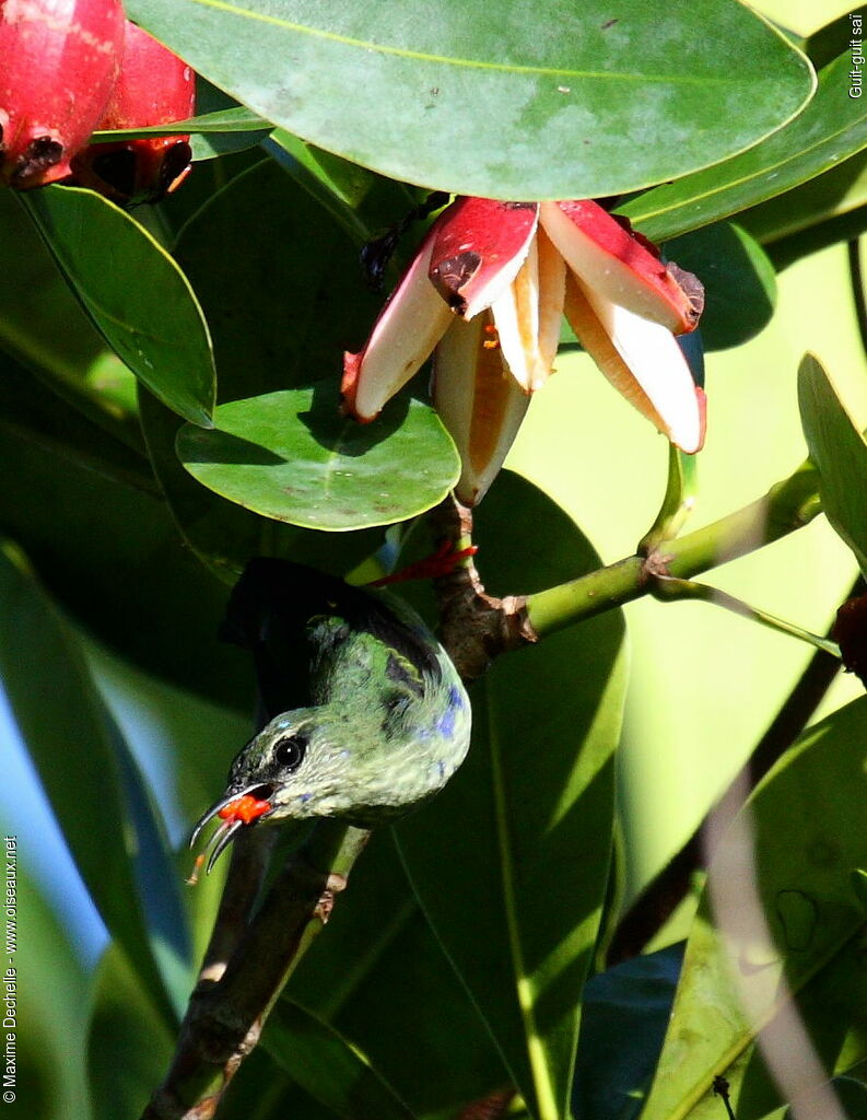 Red-legged Honeycreeper male immature, feeding habits