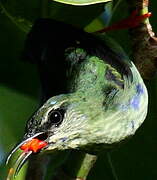 Red-legged Honeycreeper