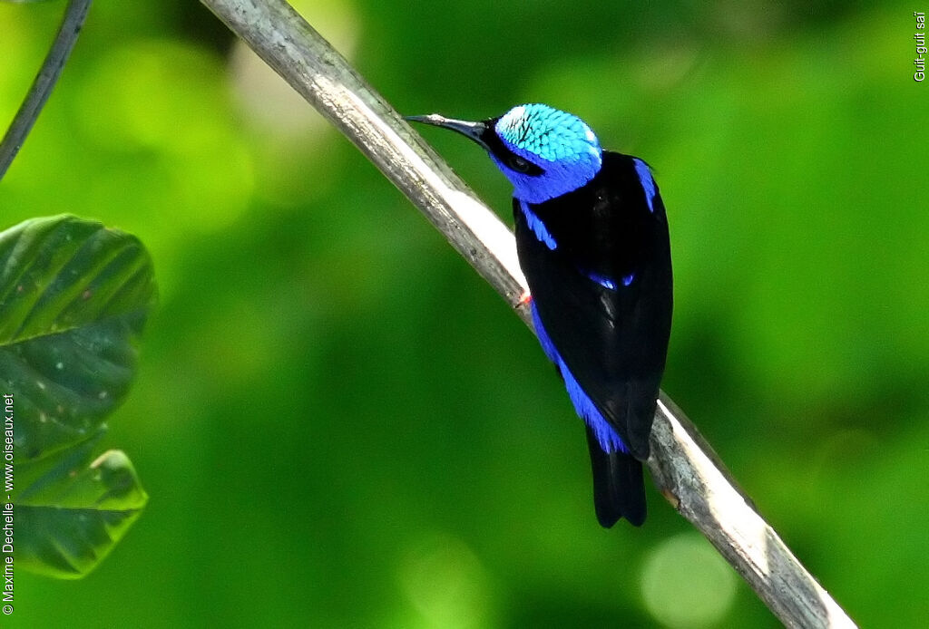 Guit-guit saï mâle adulte, identification