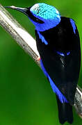 Red-legged Honeycreeper