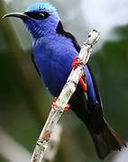 Red-legged Honeycreeper