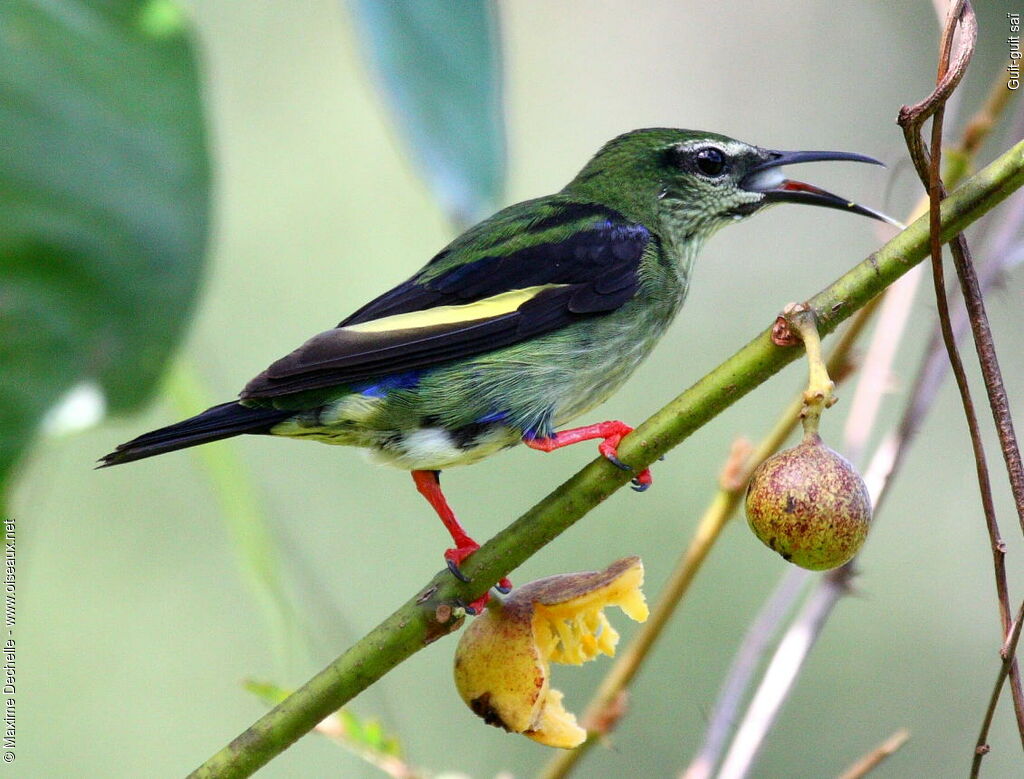 Red-legged Honeycreeper male immature, feeding habits