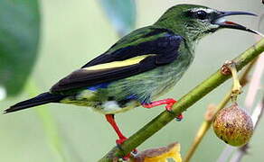 Red-legged Honeycreeper