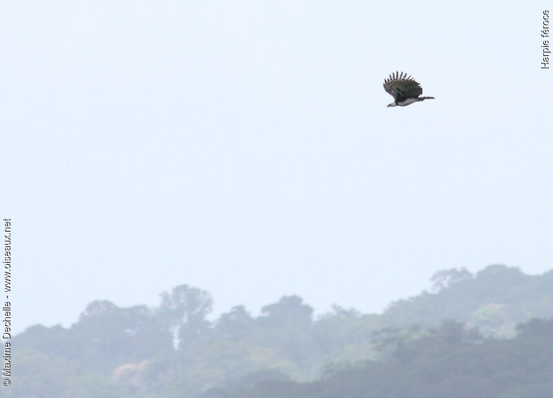 Harpy Eagle, Flight